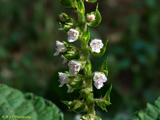 {Perilla frutescens}